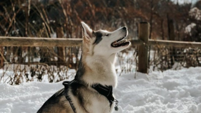 Illustration : Vidéo : cette Husky aveugle devient folle de joie lorsqu’elle découvre qu’il a neigé dans son jardin !