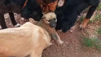 Illustration : Vidéo : un chiot abandonné par son maître se fait accueillir de la plus belle des manières par les autres pensionnaires du refuge