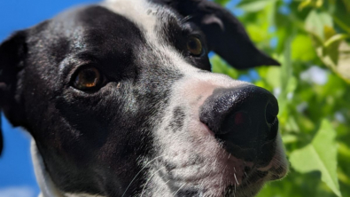 Illustration : "20 photos illustrant cette formidable capacité qu'ont nos chiens à nous parler avec leurs yeux"