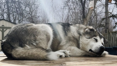 Illustration : Un Husky abandonné se fait attaquer par une meute de chiens et est secouru juste à temps