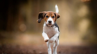 Illustration : "20 photos de chiens fonçant joyeusement sur vous pour vous faire la fête"