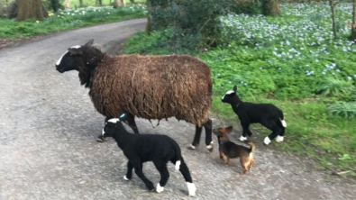 Illustration : "Vidéo : Cette chienne haute comme trois pommes sait se faire respecter par son troupeau de moutons !"