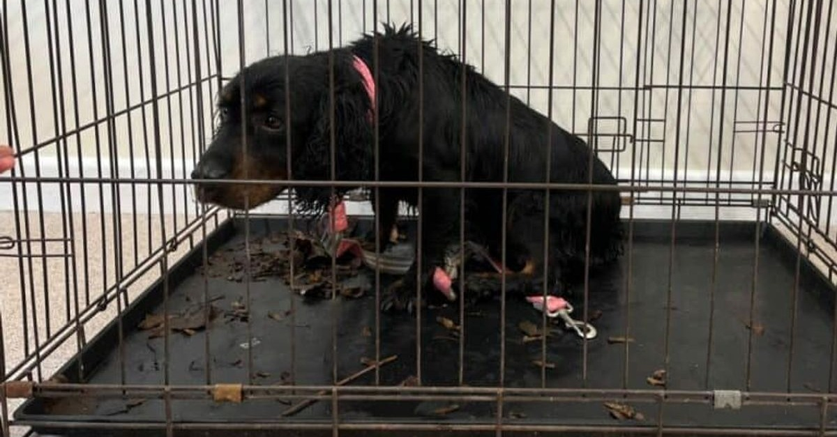 Une Chienne Abandonnée Sur Le Bord De La Route Réapprend à Faire ...