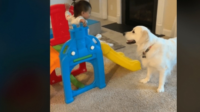 Illustration : "Un Golden Retriever protège sa petite sœur humaine lorsqu’elle descend du toboggan (vidéo)"