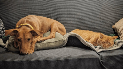 Illustration : "Le câlin plein de douceur entre ce chat et ce chien a fait craquer des milliers d’internautes (vidéo)"