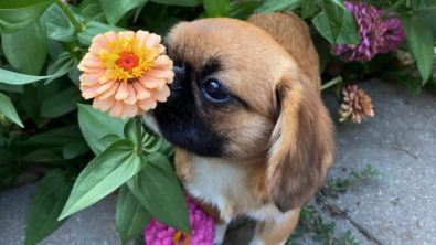 Illustration : Ce chien plein de tendresse renifle toutes les fleurs qu’il croise