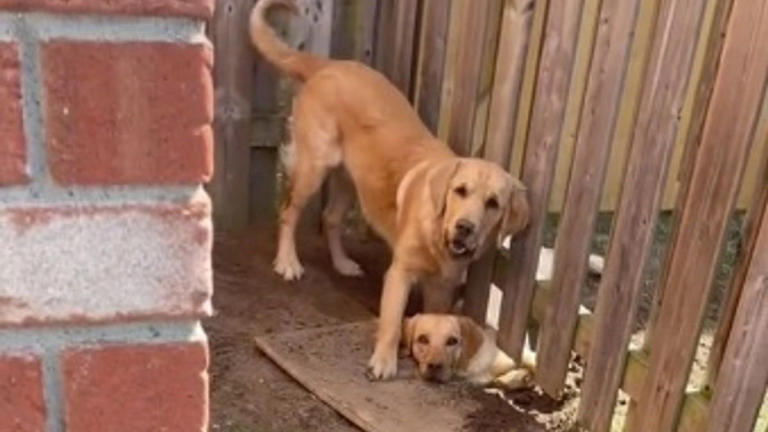 Vidéo : 2 Chiens Voisins Sont Interrompus Alors Qu’ils Tentent De Se ...