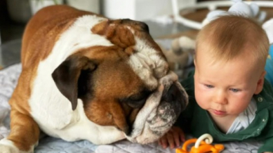 Illustration : "Ce Bouledogue et ce bébé ont noué une relation spéciale et fusionnelle depuis la naissance"