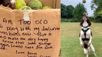 Illustration : Une promeneuse de chien découvre, dans un parc, un carton rempli de balles de tennis avec un message des plus touchants