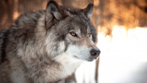 Illustration : "Les origines du chien moderne : selon cette étude il descendrait de deux populations de loups distinctes !"