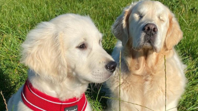 Illustration : "10 photos illustrant la belle amitié entre un chien aveugle et un chiot devenu son guide"