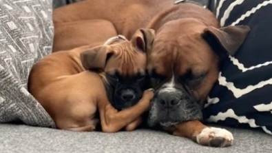 Illustration : "Un Boxer inconsolable après la disparition de sa congénère retrouve la joie de vivre grâce à un nouveau compagnon (vidéo)"