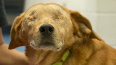 Illustration : Rusty, un Beagle aveugle de 9 ans subit une double opération dans l'espoir de trouver une famille au grand coeur