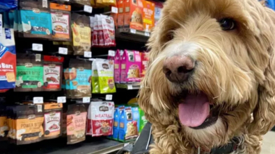 Illustration : "18 photos de chiens ravis d'aider leurs humains à faire les courses"