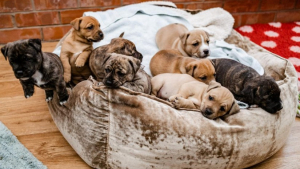 Illustration : "À l’approche de Noël, un refuge met tout en œuvre, afin de trouver une famille pour la vie à une chienne et ses 8 chiots abandonnés "