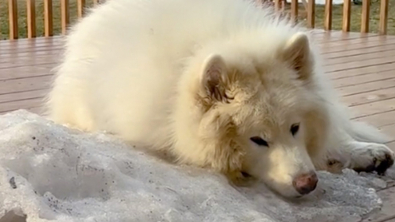 Illustration : "Ce Malamute d’Alaska profite des derniers moments de neige de la saison"