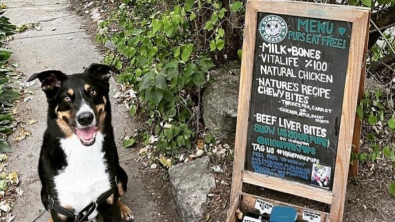 Illustration : "Une amoureuse des chiens a créé un adorable café à l’avant de son jardin, pour les toutous assoiffés de son quartier"