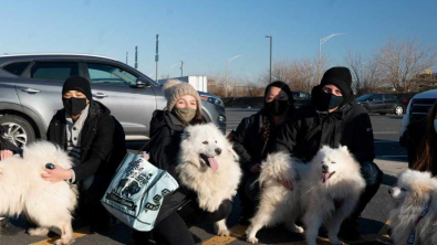 Illustration : "Après des mois d’attente, ces 27 chiens sauvés du trafic de viande en Chine rejoignent leur famille pour la vie "