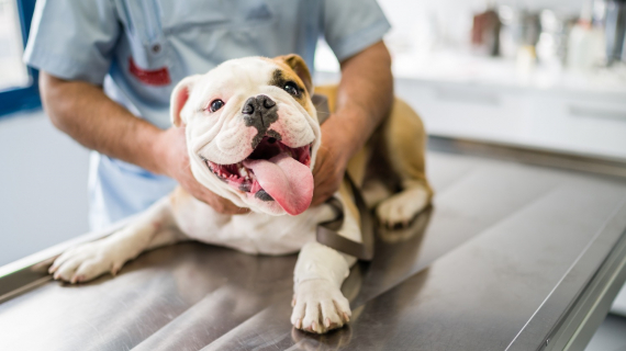 L'arthrose chez le chien - Clinique Vétérinaire VETO Thônes