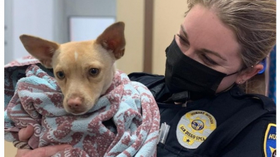 Illustration : "Deux héroïnes du quotidien parviennent à capturer une petite chienne en fuite grâce à son péché mignon"