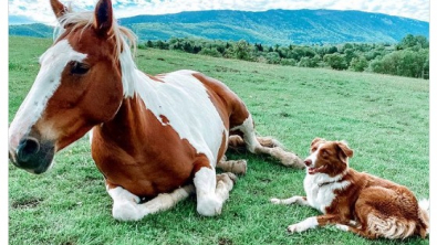 Illustration : "L’amitié fusionnelle entre une chienne et une jument, dont les pelages sont parfaitement assortis"