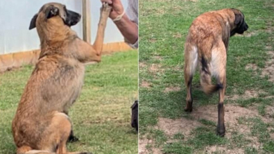 Illustration : Une chienne maltraitée retrouve confiance en l'homme grâce au dévouement d'un refuge pour animaux