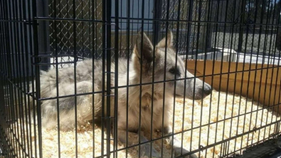 Illustration : "Castiel, le chien-loup timide, retrouve confiance grâce à l'amitié d'une petite chienne"