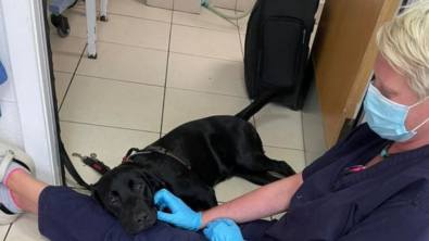 Illustration : "Quand l'amour des chaussettes conduit un adorable petit Labrador chez le vétérinaire"