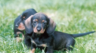 Illustration : "10 photos montrant que les chiots placent la barre très haut en matière de mignonnerie"