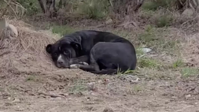 Illustration : "Cette femme sauve la vie d'un chien blessé abandonné sur le bord de l'autoroute et décide de l'adopter"