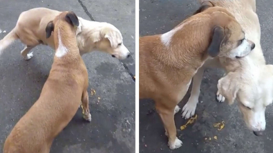 Illustration : Vidéo : Moment de tendresse entre ce chien à 3 pattes qui n’arrive pas à se gratter le dos, et son ami canin qui lui donne un coup de main  