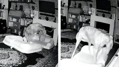 Illustration : "Une vidéo de surveillance virale montre un chien ingénieux construisant son propre lit double dans le salon de ses maîtres"