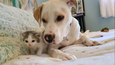 Illustration : "Abandonné sur un terrain vague à l’âge de 3 semaines, ce chaton se rétablit vite grâce à son amitié forte avec la chienne de sa nouvelle maîtresse"