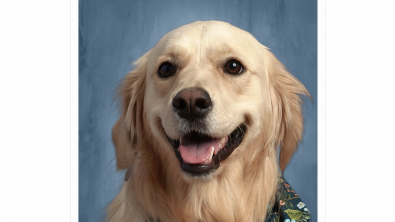 Illustration : "La photo de classe insolite : comment un Golden Retriever est devenu la mascotte d'une école publique"