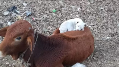 Illustration : "Sur le chemin de son travail, un photographe découvre un petit chien trouvant du réconfort sur le dos d'une vache bienveillante"