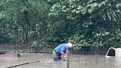 Illustration : "Ce directeur de refuge a tout mis en oeuvre pour tenter de sauver un chien piégé dans un jardin inondé"