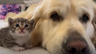 Illustration : "Bailey, le célèbre Golden Retriever, se lie d'amitié avec un adorable chaton orphelin"