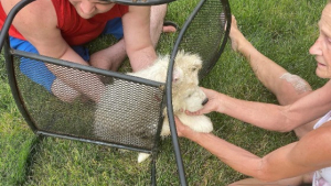 Illustration : "Un adorable chiot Samoyède provoque l'intervention des pompiers pour le sortir d'une situation cocasse"