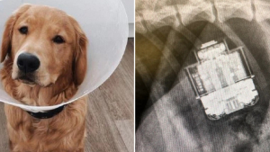 Illustration : "Une intervention chirurgicale d’urgence sauve la vie de Jimmy, un Golden Retriever qui avait avalé des AirPods "