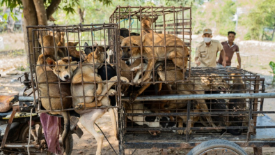 Illustration : Le sauvetage de 61 chiens, promis à l’abattoir, est le signe d’une avancée majeure dans l’interdiction de la consommation de viande chien au Cambodge