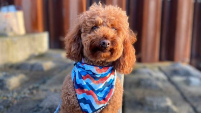 Illustration : "Perdu, Burrito, le chien star des réseaux sociaux, a été retrouvé par des promeneurs alors qu’il était épuisé et affamé !"