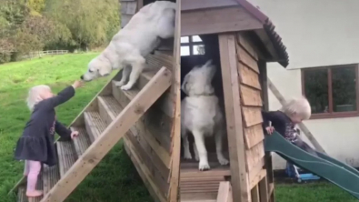 Illustration : "Le lien unique entre une petite fille et son chiot Golden Retriever fait sensation sur TikTok"