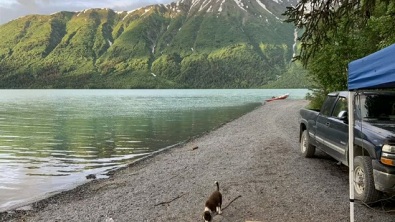 Illustration : "La solidarité des réseaux sociaux permet de retrouver un chien perdu suite à une confrontation avec des ours sauvages"