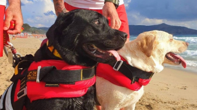 Illustration : "Un duo de chiens de sauvetage en mer vient en aide à une jeune fille, mise en difficulté par les vagues (vidéo)"