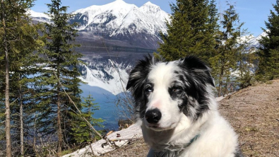 Illustration : "L'étonnante collaboration entre une chienne de race Border Collie et les rangers d'un parc national aux USA"