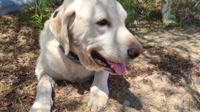 Illustration : "Le courage d'un chien face au danger : Marley le Labrador prend deux morsures pour protéger son propriétaire des crocs venimeux"