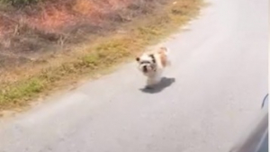 Illustration : "Cherchant de l'aide, une petite chienne abandonnée court après un van, avec l'espoir d'être sauvée (vidéo)"