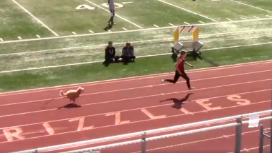 Illustration : "Holly, une chienne croisée Golden Retriever et Caniche, vole la vedette lors d'une course de relais et remporte la victoire"