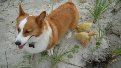 Illustration : "Deux adorables canetons décident de faire du Corgi de la famille leur nouvelle maman : les trois animaux ne se quittent plus"