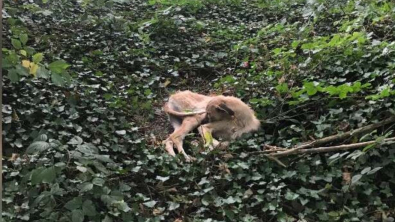 Illustration : "Le courageux parcours de Bang Bang, un Lurcher secouru en pleine forêt après avoir été délaissé"